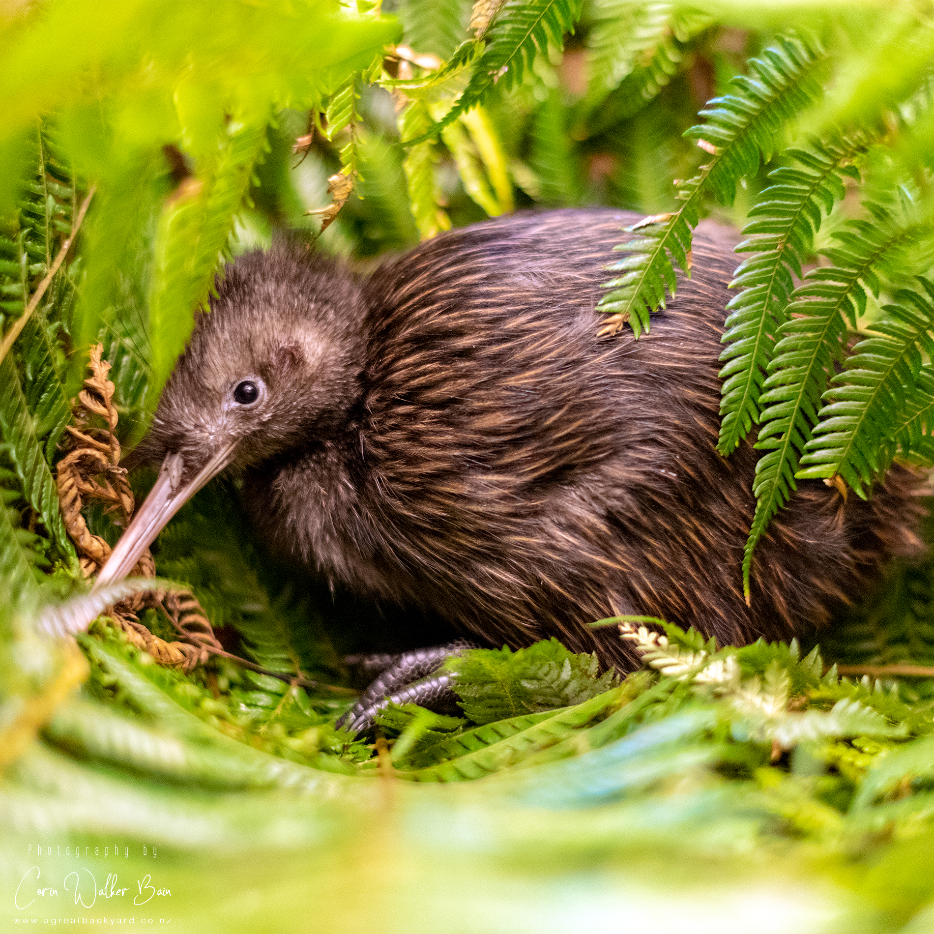 Predator traps NZ