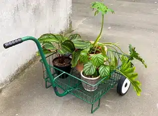 Plant Trolleys